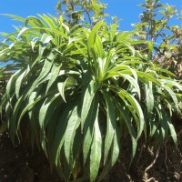 Lobelia leschenaultiana (C.Presl) Skottsb.